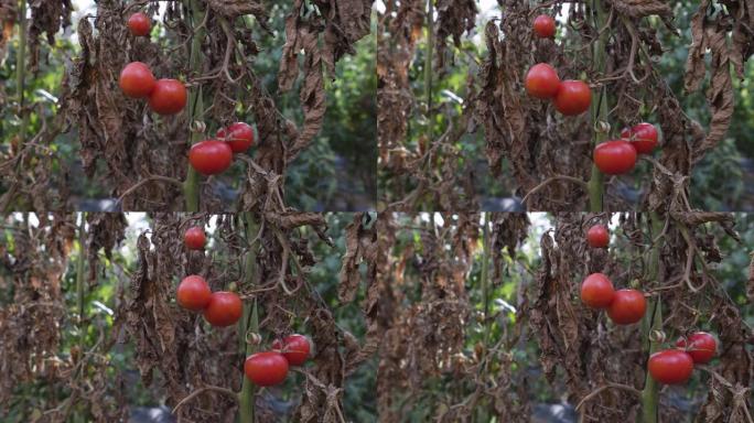 入侵番茄叶矿工蛾摧毁的番茄作物的特写平移视图