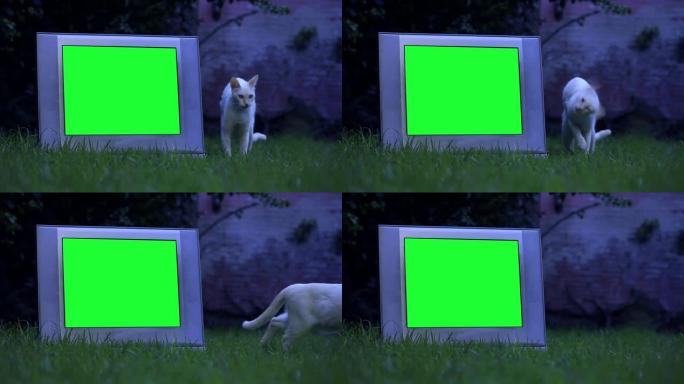 老式复古电视，绿屏和一只白猫在户外。夜色。