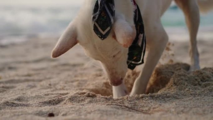 狗在沙子上挖洞一只白狗特写海边度假实拍素