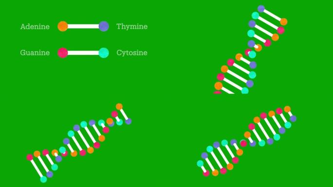 遗传DNA和RNA结构-腺嘌呤胸腺嘧啶鸟嘌呤胞嘧啶绿色筛选