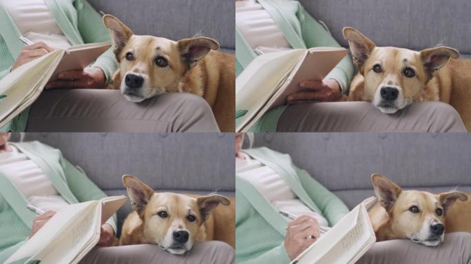 女人在日记中写字，而混种犬则躺在家里的沙发上。一个放松的女人的手正忙着在日记中写笔记，而与一只可爱的