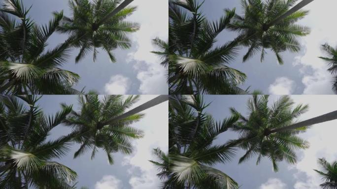 仰望棕榈树蓝天白云树干