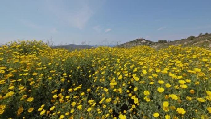 有许多黄色的heliopsis花的田野，白天的风在移动花朵，赫瓦尔岛