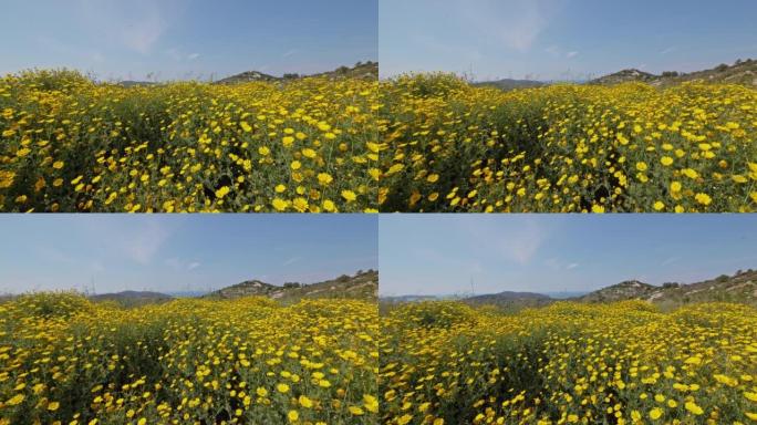 有许多黄色的heliopsis花的田野，白天的风在移动花朵，赫瓦尔岛