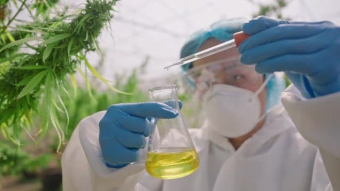 科学家检查从大麻中提取的油