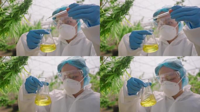 科学家检查从大麻中提取的油