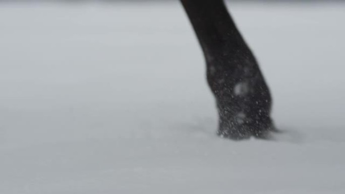 低角度，dop: 纯种马的腿踩着覆盖乡村的新鲜积雪