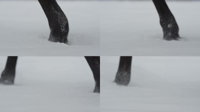 低角度，dop: 纯种马的腿踩着覆盖乡村的新鲜积雪
