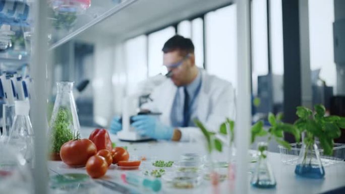 前景关注一系列实验室种植的养殖蔬菜: 豌豆，西红柿，甜椒，植物。在现代食品科学实验室工作背景的医学科
