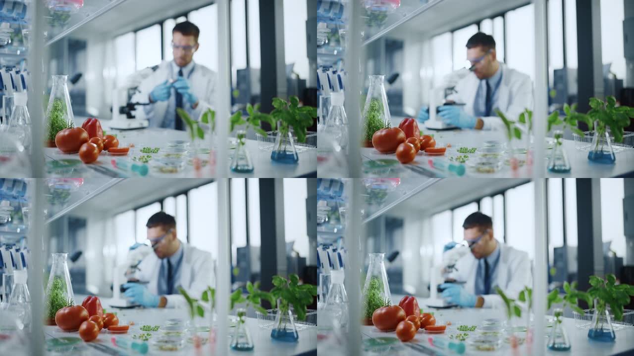 前景关注一系列实验室种植的养殖蔬菜: 豌豆，西红柿，甜椒，植物。在现代食品科学实验室工作背景的医学科