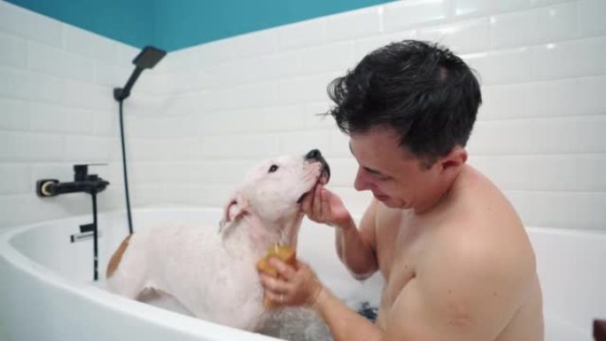Amstaff狗在家里洗个热水澡。