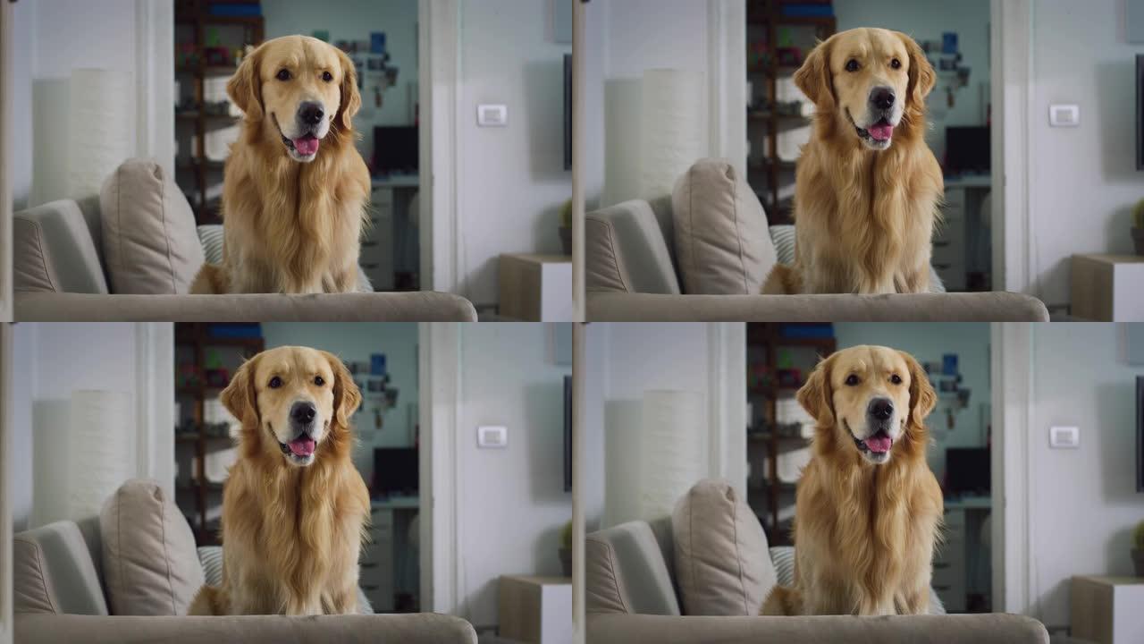 可爱的忠诚的金毛猎犬狗的肖像坐在客厅的沙发上，看着相机。高质量的血统标本带着爱看着他的主人。家庭宠物