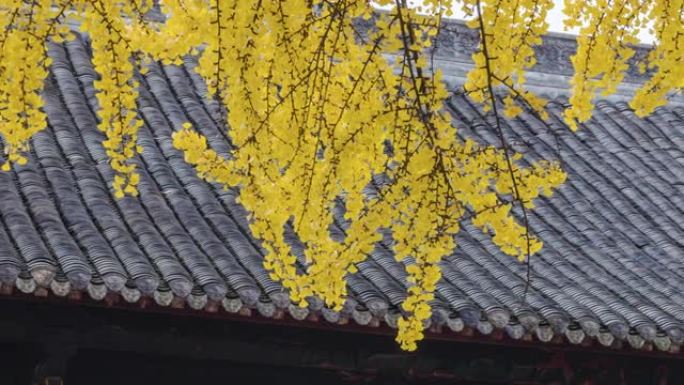 黄叶银杏树落于中国古代建筑屋顶