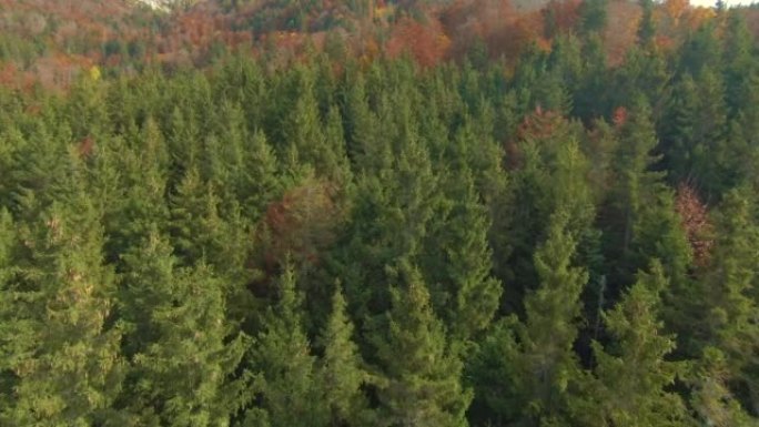 空中: 秋天五颜六色的山林美景