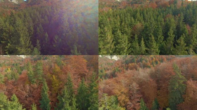 空中: 秋天五颜六色的山林美景
