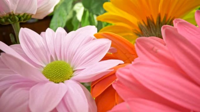 甜美的花朵花卉场景。明亮的粉红色，黄色，橙色和淡紫色的非洲菊雏菊。滑块宏特写镜头，4K
