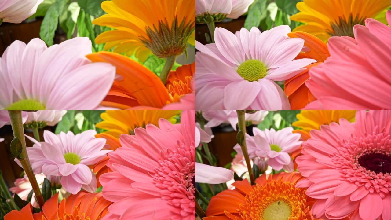 甜美的花朵花卉场景。明亮的粉红色，黄色，橙色和淡紫色的非洲菊雏菊。滑块宏特写镜头，4K