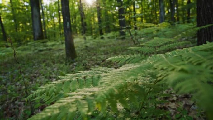 春季茂密的绿色森林中的蕨类植物