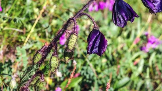 深紫色绿原虫在川西高原呈现神秘气味