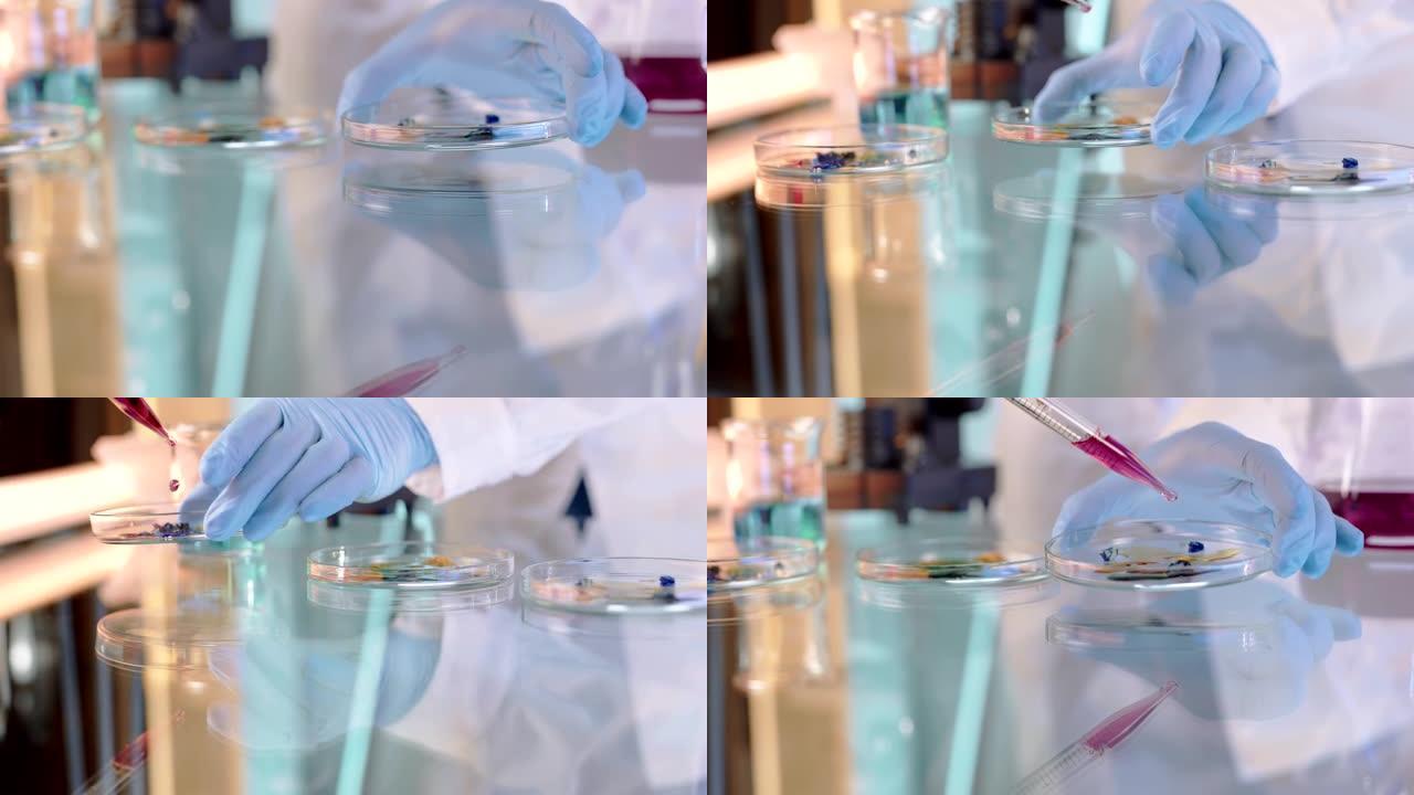 作为科学实验的一部分，SLO MO科学家将液体滴在培养皿中的细菌上