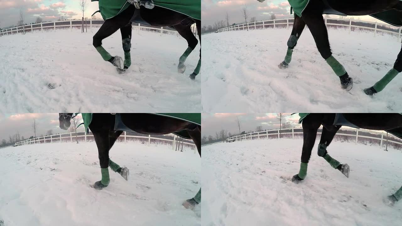 慢动作: 大黑马在雪地里小跑