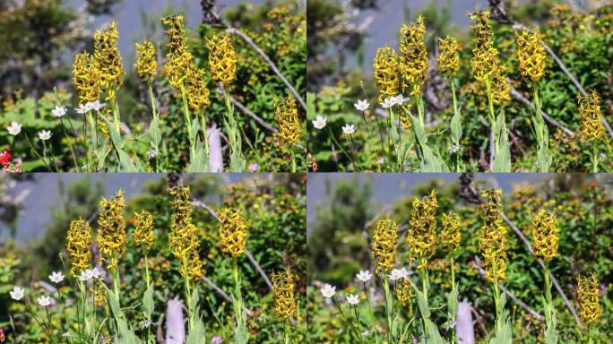 青藏高原上的黄菊特写展示黄花