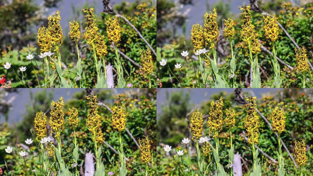 青藏高原上的黄菊特写展示黄花