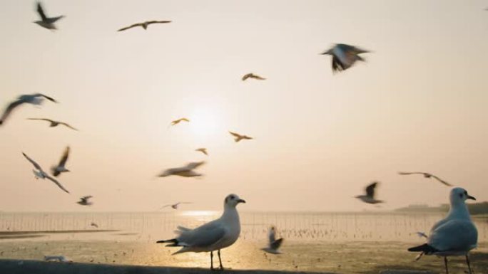 日落时海水上的海鸥