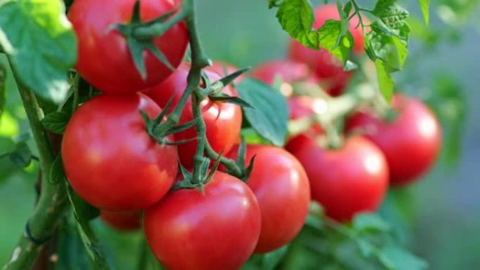 灌木丛上成熟的红色西红柿在风中摇曳。树枝上有红色成熟的有机西红柿。有机农业、菜园