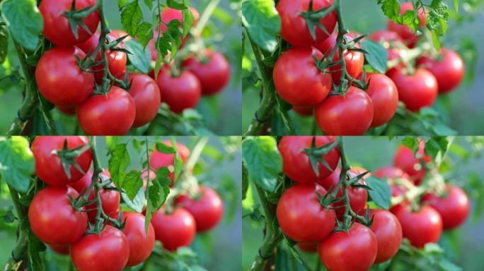 灌木丛上成熟的红色西红柿在风中摇曳。树枝上有红色成熟的有机西红柿。有机农业、菜园
