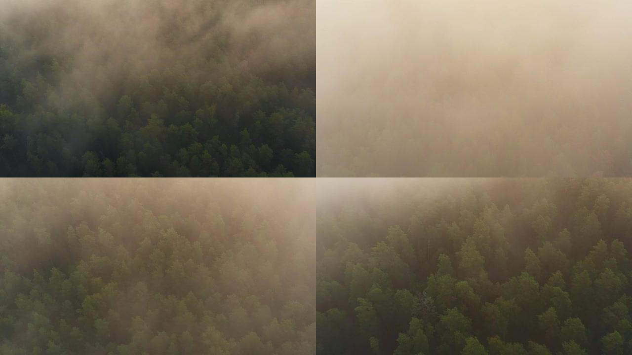 自然背景模式。空中俯视图，在浓密的白雾云中飞越夏季绿树森林。