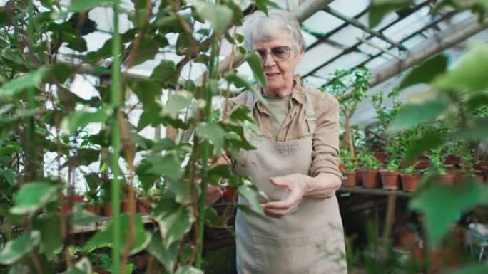 照顾温室植物的高级妇女