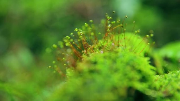 森林中的苔藓阳光松木-材料土地