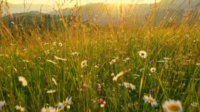 相机在山上美丽的夏季草地上穿过花朵和草丛。太阳落在山后，照亮了绿色的山丘和草地。高质量万向节射击