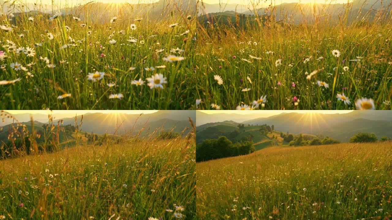 相机在山上美丽的夏季草地上穿过花朵和草丛。太阳落在山后，照亮了绿色的山丘和草地。高质量万向节射击