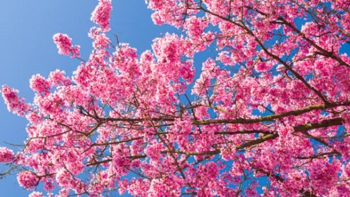 春天在晴朗的天空背景下开花的樱桃树