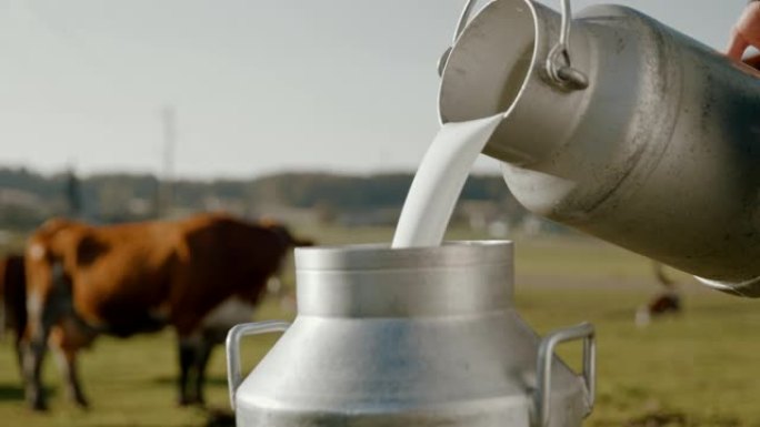 SLO MO Farmer将牛奶倒入桶中