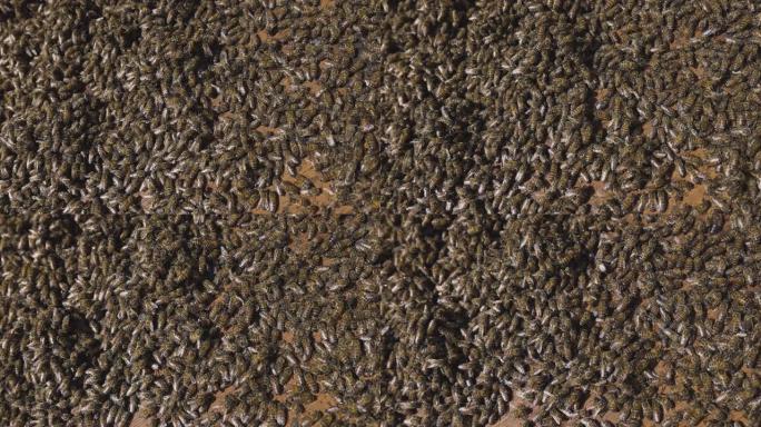 非洲蜜蜂在蜂巢中努力工作的慢动作特写镜头