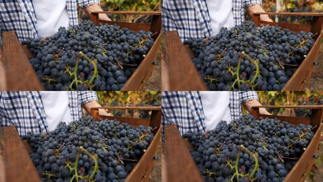 追踪一个装满黑葡萄的木箱的特写，该木箱被一个走在葡萄园里的人举起并拿着。高品质，新鲜，成熟的葡萄准备