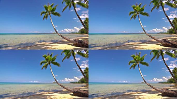 棕榈树海滩。岛。沿海海边沙滩