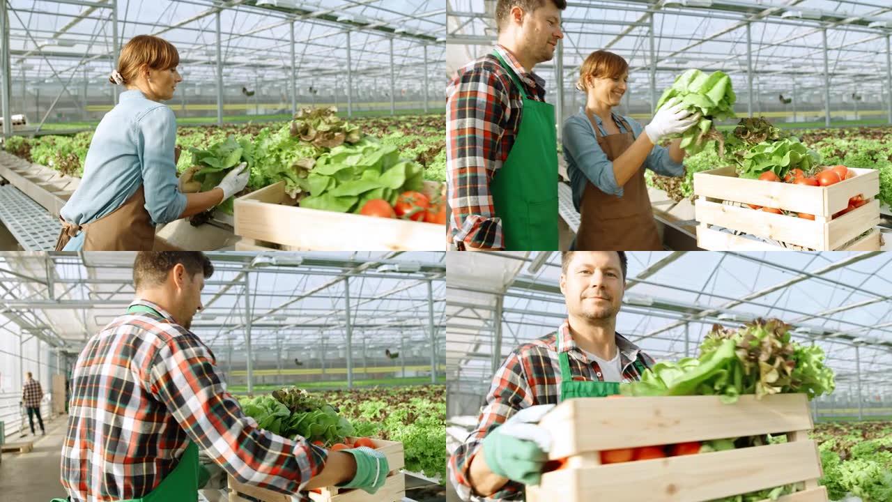 SLO MO园丁在温室内准备装满新鲜采摘蔬菜的板条箱