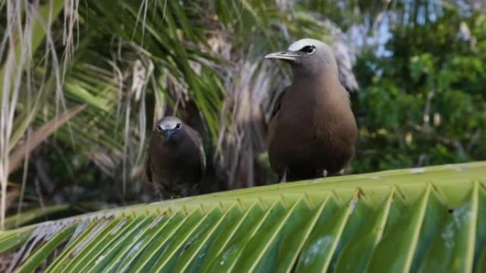 特写年轻的棕色诺迪雏鸟和父母坐在棕榈叶上