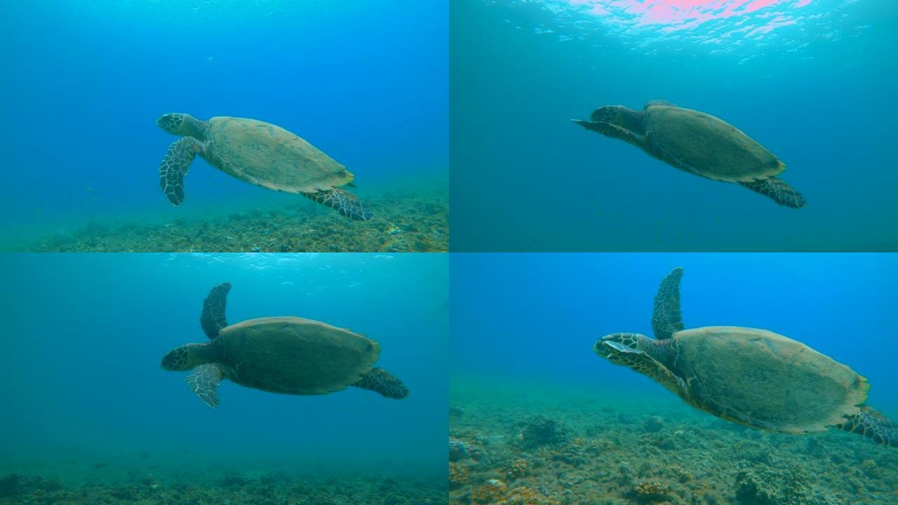 水下: 濒临灭绝的玳瑁在热带珊瑚礁中游泳