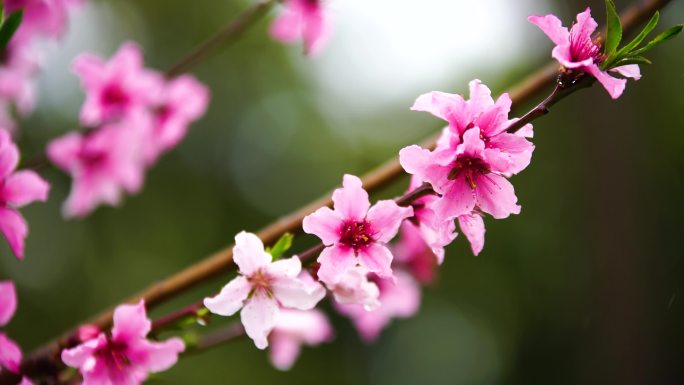 春天雨中桃花特写拍摄