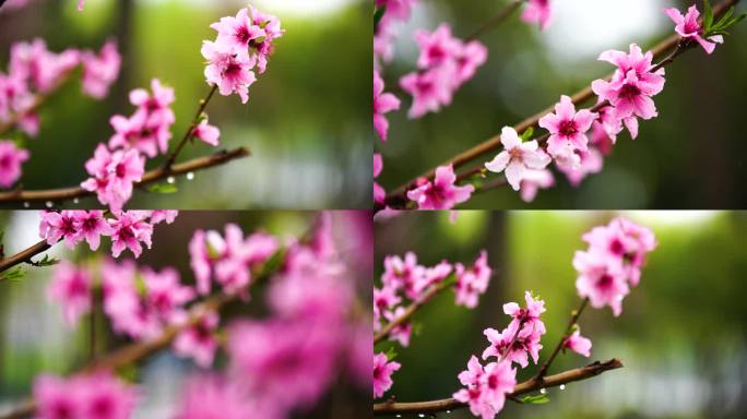 春天雨中桃花特写拍摄