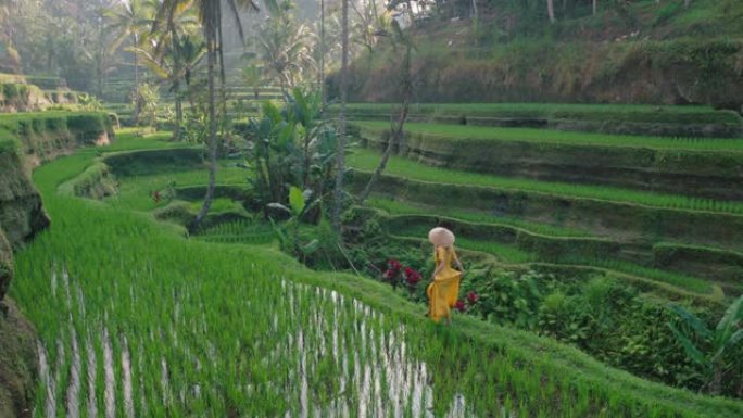 穿着黄色连衣裙戴帽子的稻田旅行女人探索郁郁葱葱的绿色水稻露台漫步在文化景观中穿越巴厘岛印度尼西亚发现