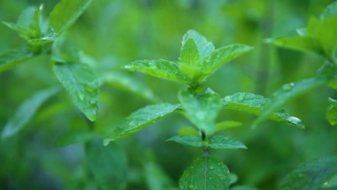 雨中绿色新鲜薄荷叶