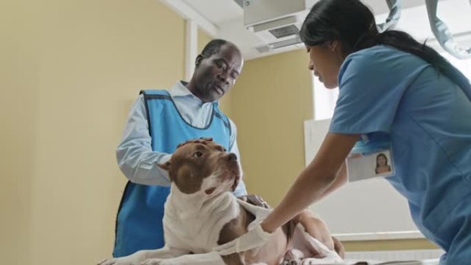 护士与医生讨论病犬的状况