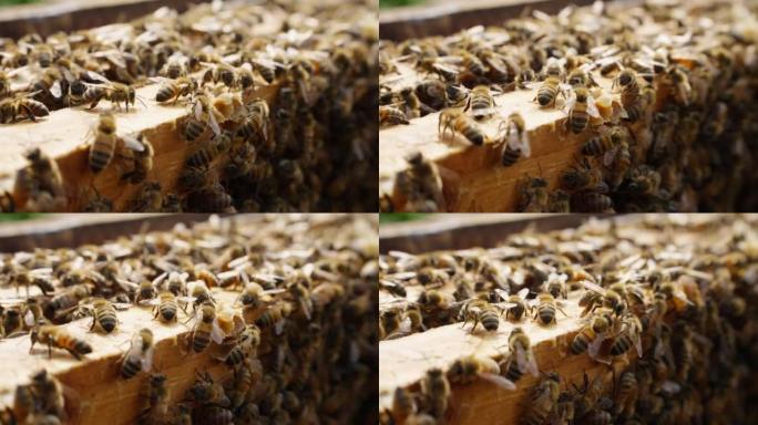 蜂群在蜂窝状昆虫上爬行关闭4k镜头