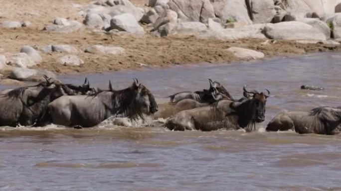 近距离迁徙牛群牛羚和斑马争夺生存，游泳穿越马拉河